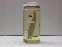 藏品(藍圓鰺)的圖片